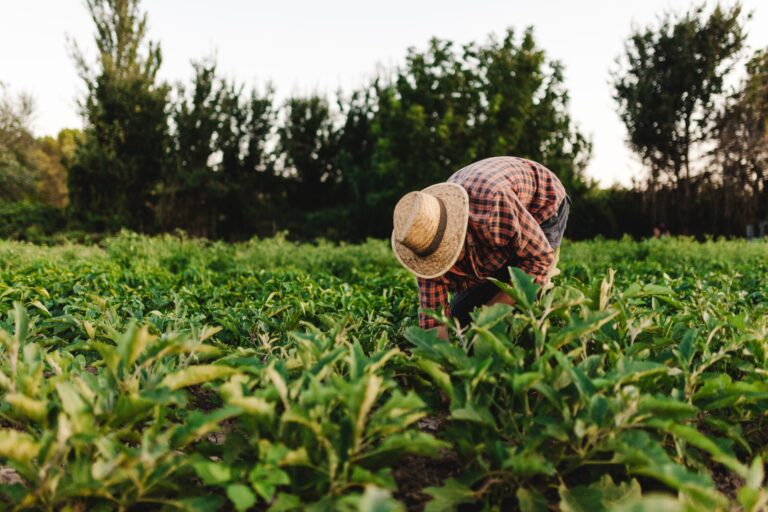 Les montants de l&rsquo;aide à la production agricole à verser aux agriculteurs en 2024 ont été déterminés