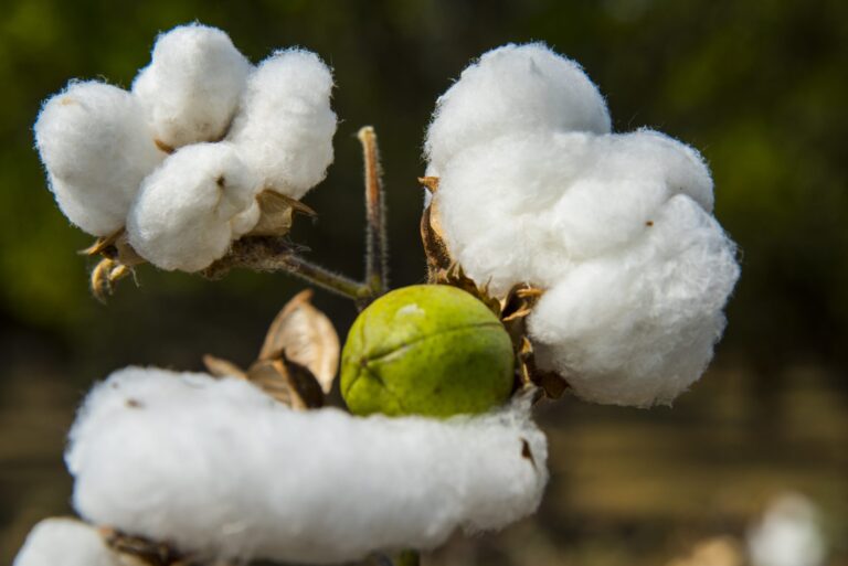 Earthsight : Révision du Plan d&rsquo;Action Better Cotton