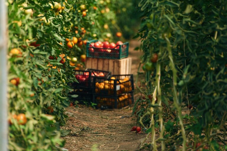 La Food and Drug Administration des États-Unis reconnaît l&rsquo;alignement de la norme GLOBALG.A.P. sur la règle de sécurité des produits de la Food Safety Modernization Act